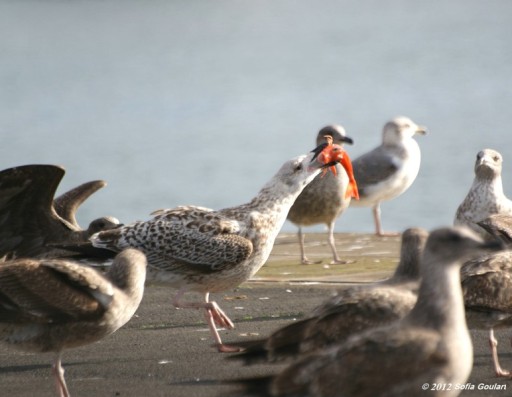 Gaivotão-real e gaivotas-de-patas-amarelas no Porto de pesca da Praia da Vitória (Foto: Sofia Goulart)
