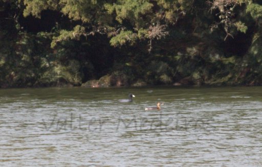 Galeirão-comum e mergulhão-caçador na Lagoa do Capitão (Foto: Valter Medeiros)
