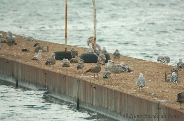 Gaivota-de-bico-riscado, gaivotão-real e gaivotas-de-patas-amarelas na marina de Ponta Delgada (Foto: Nuno Bicudo da Ponte)